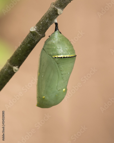 Green monarch butterfly chrysalis with gold and black band hanging from a green milkweed branch with peach colored background