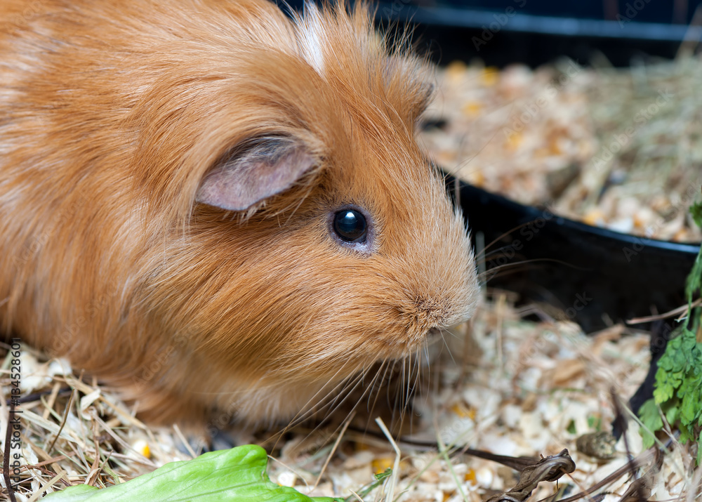 Cute guinea pig eating lettuce leaf. Stock Photo Adobe Stock