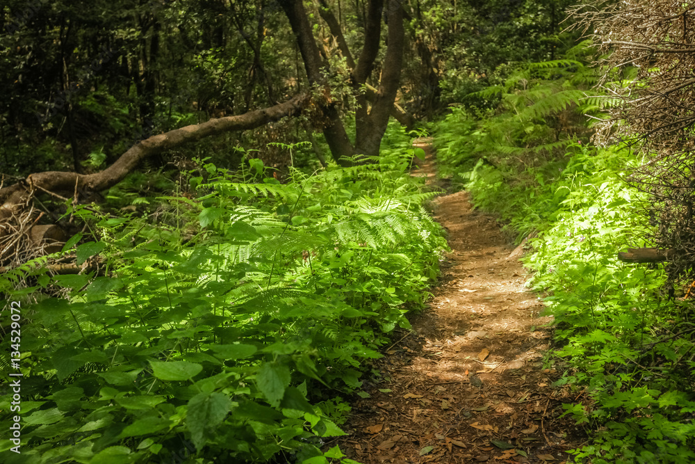 Obraz premium Footpath in Garajonay national park