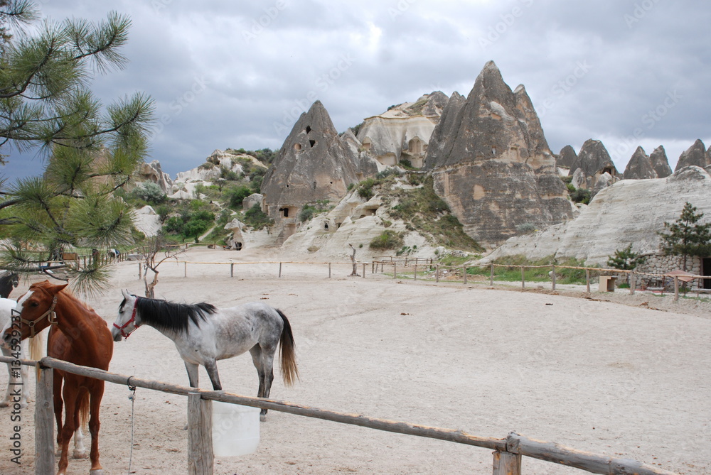 Lwgendary desert horses