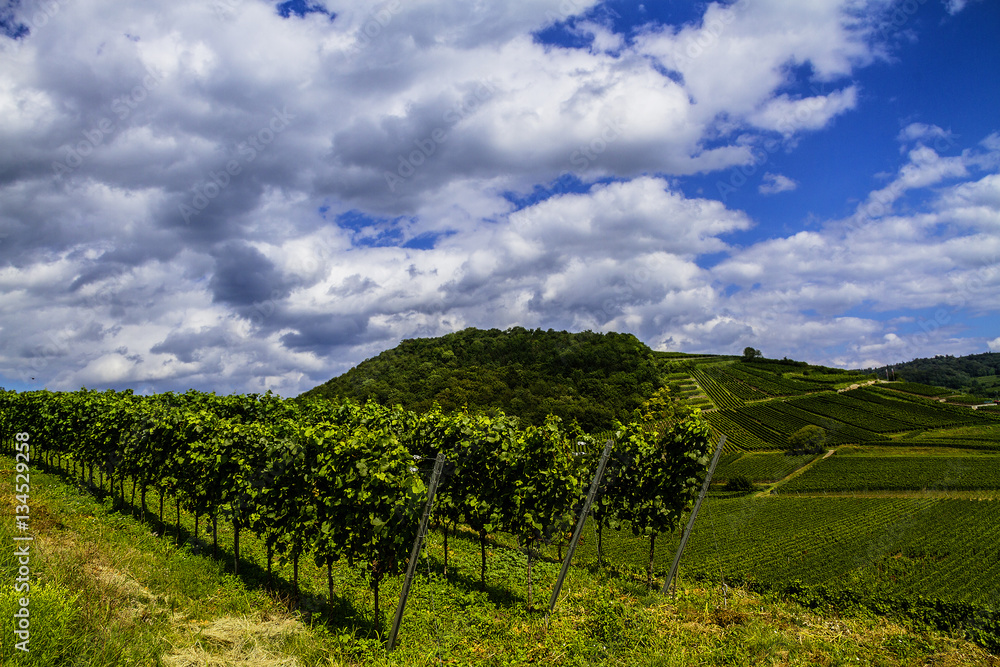 Naklejka premium Weinberge Reben