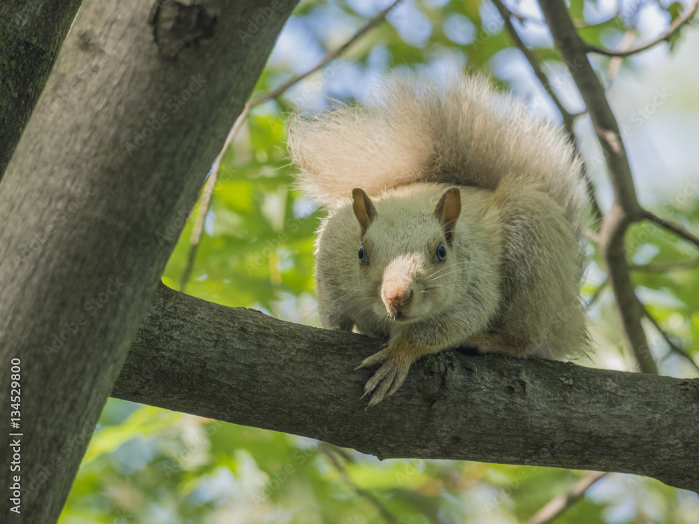 Fototapeta premium White Squirrel