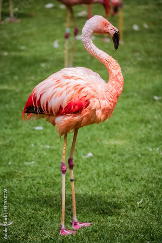 Flamingo bird in the zoo