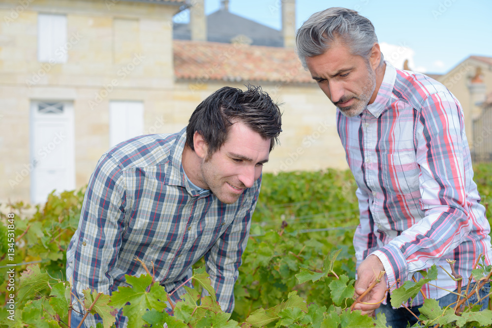 Fototapeta premium Men inspecting leaves of grapevine