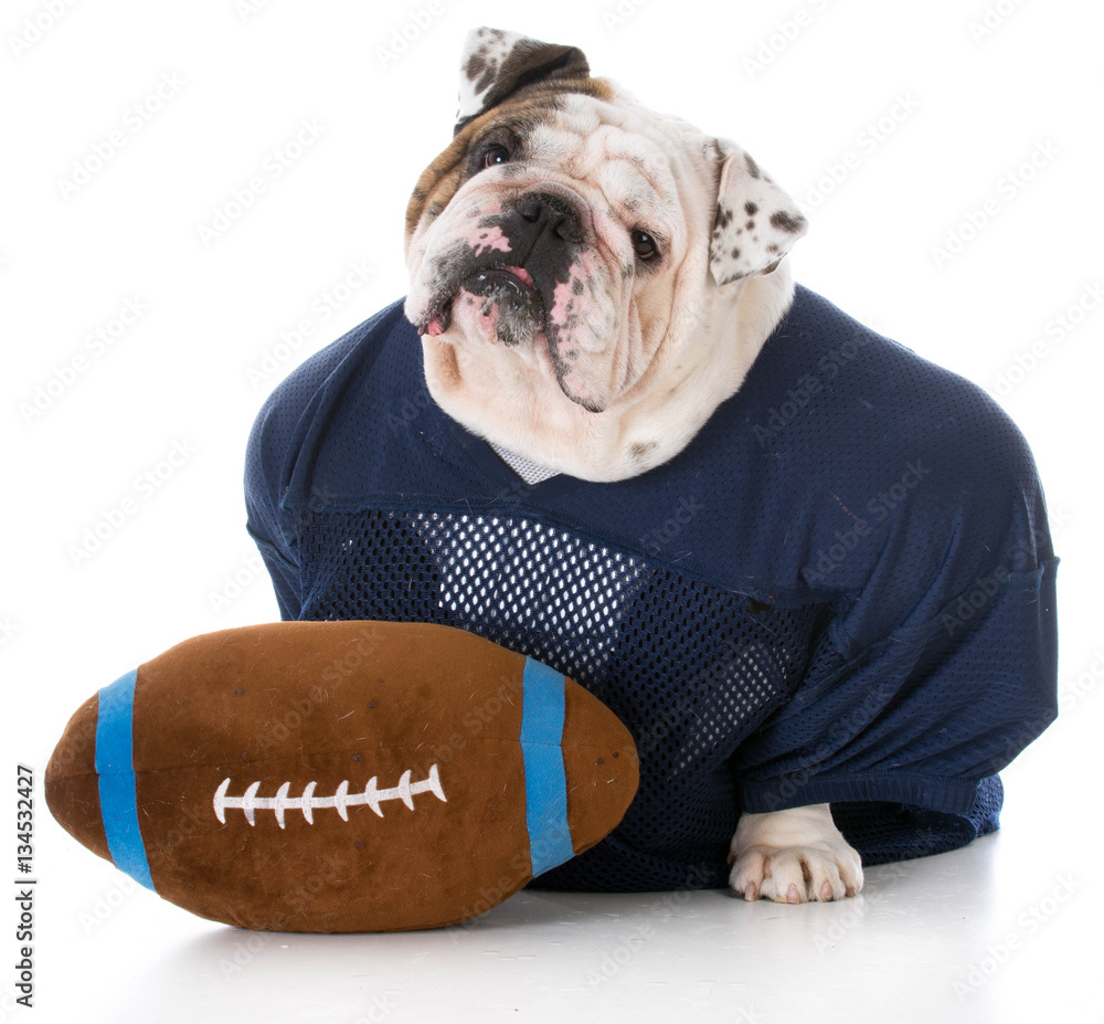 dog dressed like a football player Stock Photo