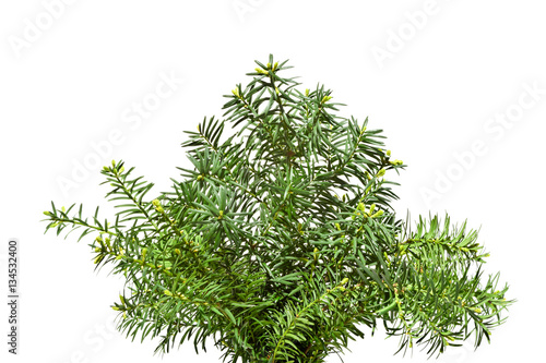 Yew twigs with young buds Isolated on white background