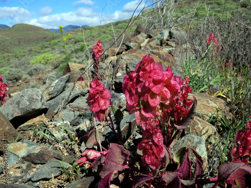 Blasen-Ampfer, Blasenampfer (Rumex vesicarius), Fruchtstand photo