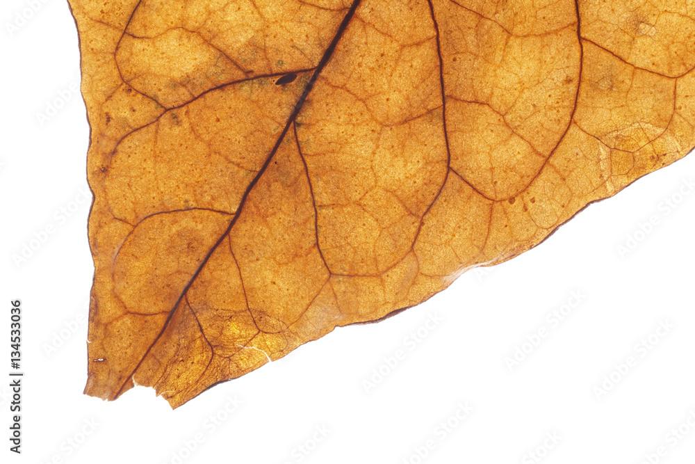 Dried transparent tobacco leave on white background Dried transparent tobacco leave on white background