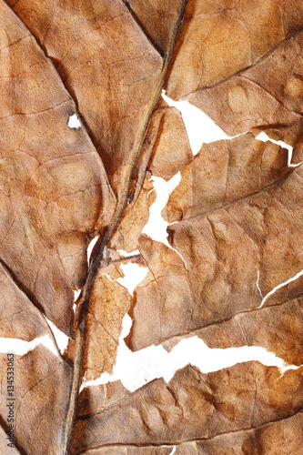 Dried tobacco leave with visible structure
