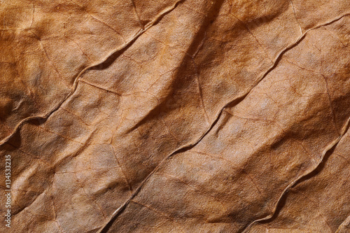 Dried tobacco leave with visible structure photo