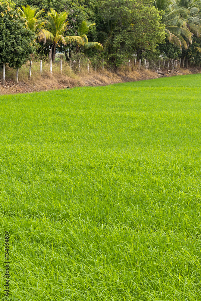 Obraz premium Green rice paddies and orchards.