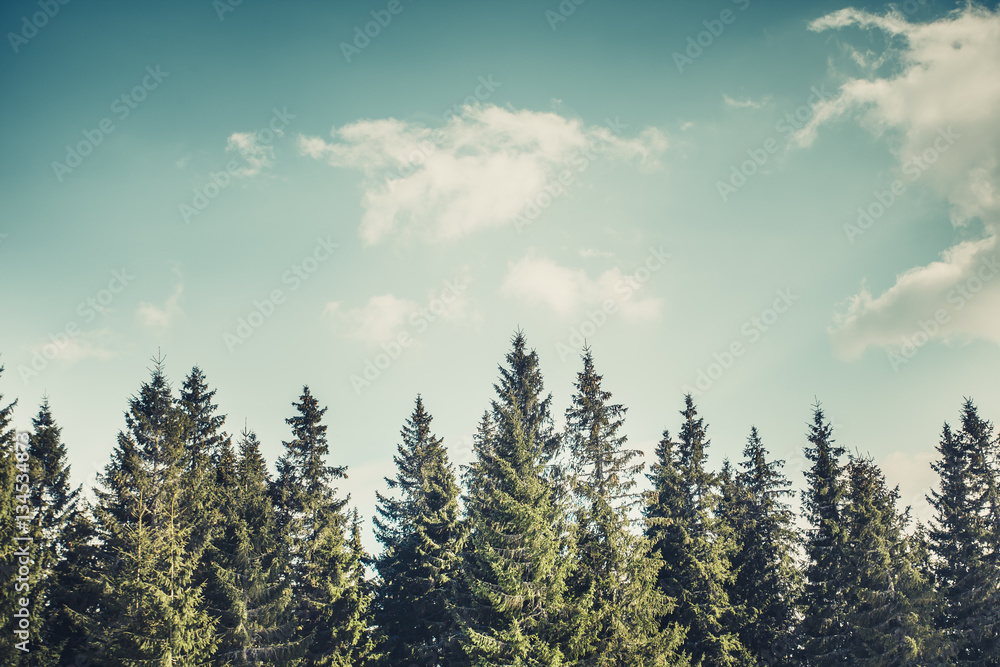 Majestic forest at mountain valley. Dramatic and picturesque morning scene. Vintage toning effect. Carpathians, Ukraine, Europe. Beauty worldmountain landscape on the blue sky background - obrazy, fototapety, plakaty 