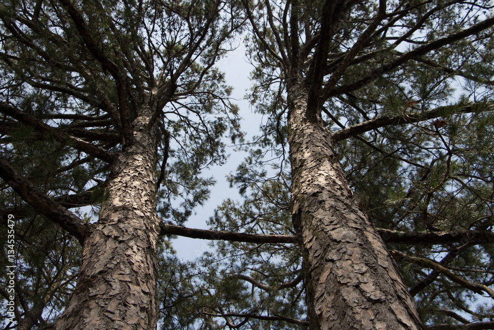 Obraz premium Big Trees and the Sky