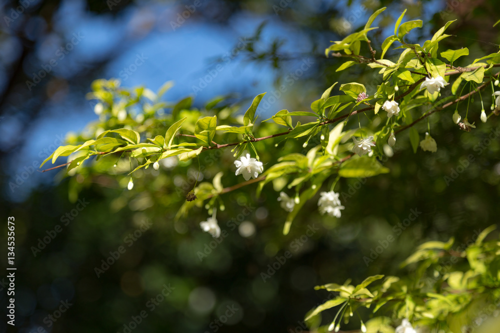 Nature background Nature background