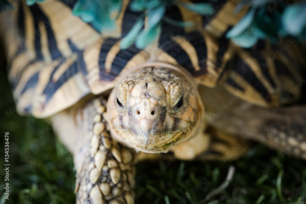 Naklejka premium Indian turtle