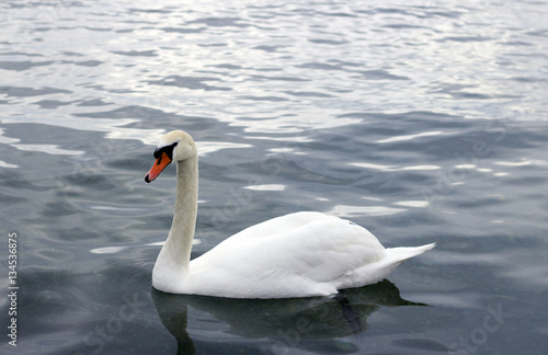 Fototapeta Naklejka Na Ścianę i Meble -  White swan swimming in clear water