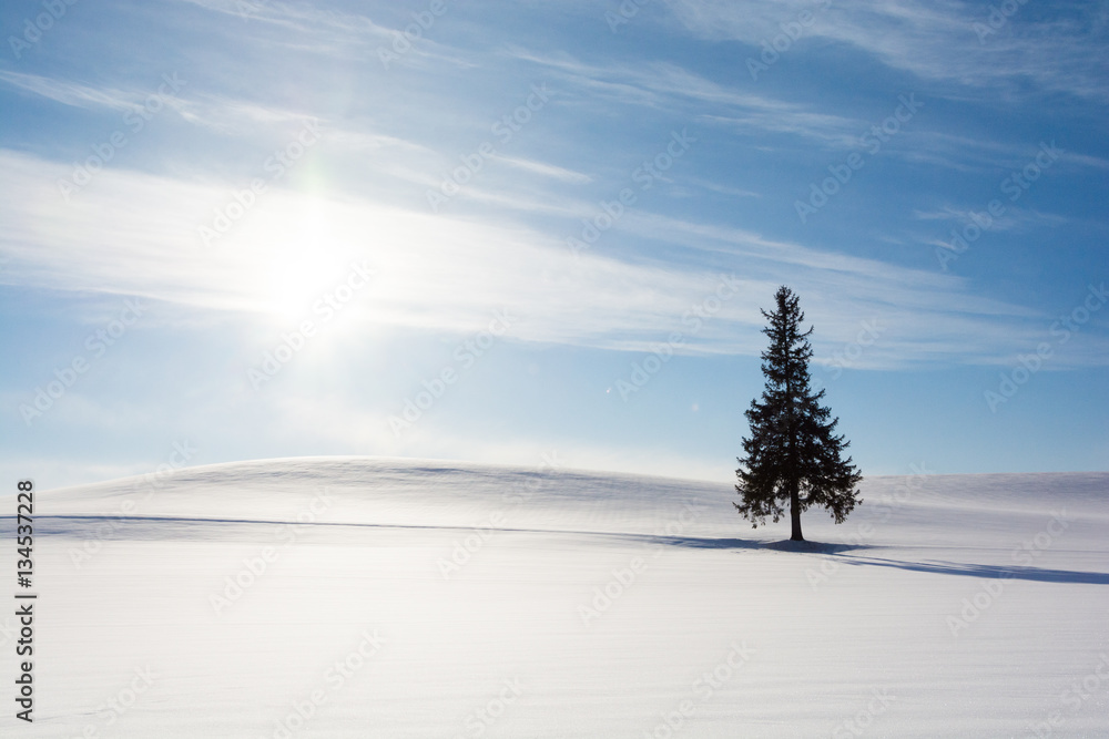 雪原とマツの木