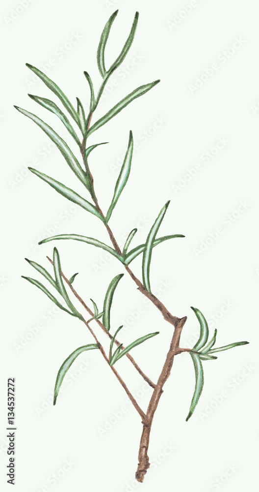 Rosemary branch and leaves.