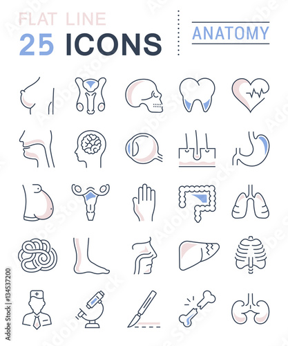 Set Vector Flat Line Icons Anatomy
