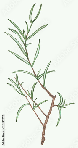 Rosemary branch and leaves.