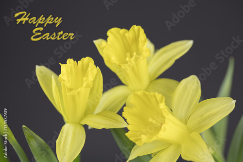 Bouquet Of Yellow Daffodils