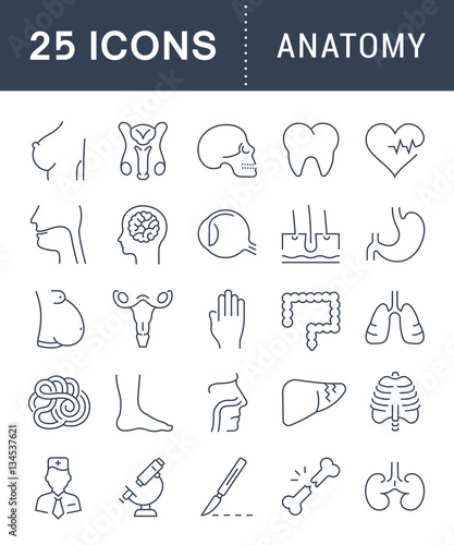 Set Vector Flat Line Icons Anatomy