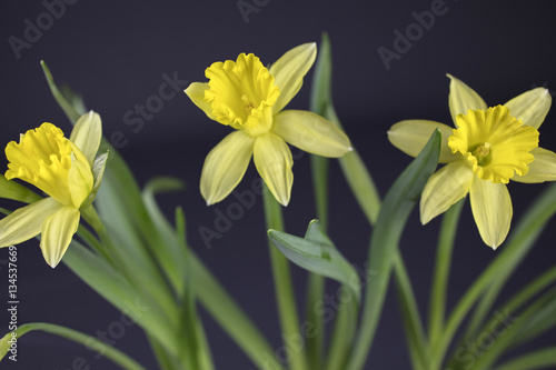 Fototapeta Naklejka Na Ścianę i Meble -  Bouquet Of Yellow Daffodils