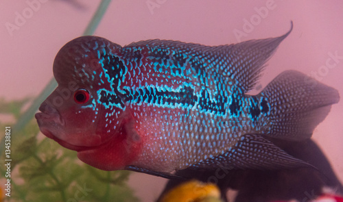 Beautiful good color Flowerhorn cichlid fish at water tank with blue background