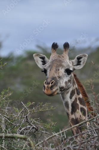 Fototapeta Naklejka Na Ścianę i Meble -  giraffa kenya