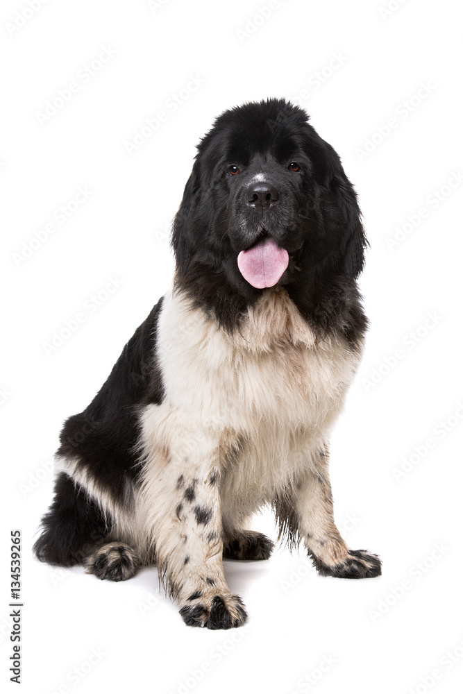 Black and White Newfoundland dog or Landseer
