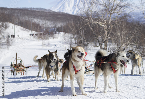Elizovskiy sprint is a previous competition of sled dog race Beringia.