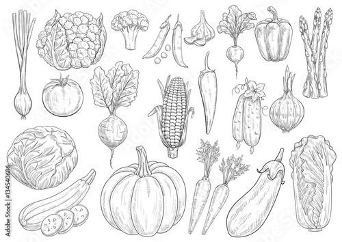 Vegetables vector sketch isolated icons