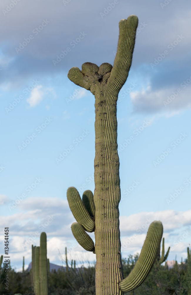 Crested Saguaro in National Park West Tucson