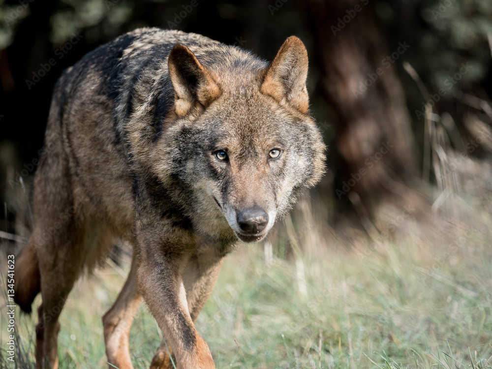 Male iberian wolf (Canis lupus signatus) stalking