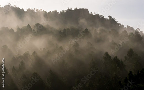 Foggy morning in the mountain forest