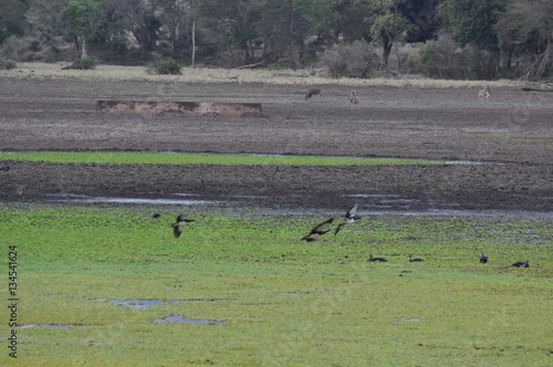 savana africana