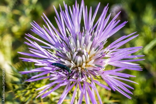 Fotografia Macro al Fiore di Cardo e Ape, Bombo, Ragno, Coleottero, Coccinella photo