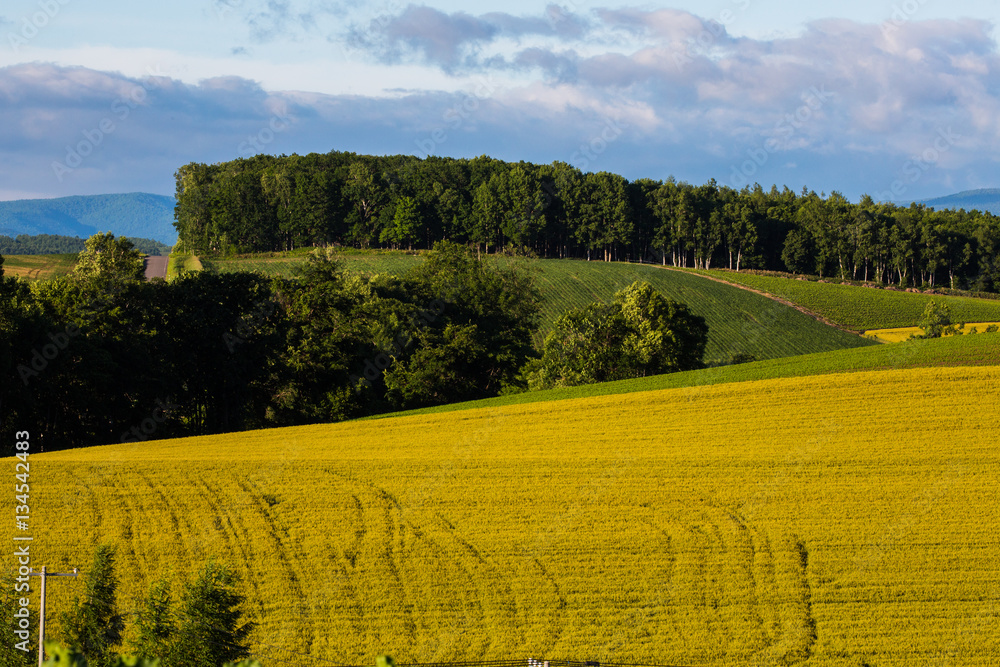 Obraz premium 북해도의 여름