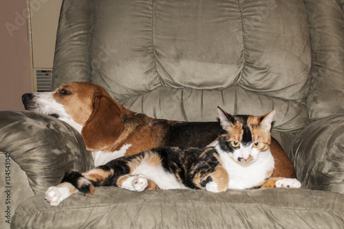 Fototapeta Naklejka Na Ścianę i Meble -  Beagle and a guard cat