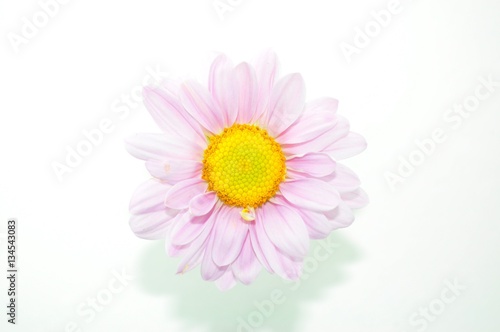 purple flower on white background 