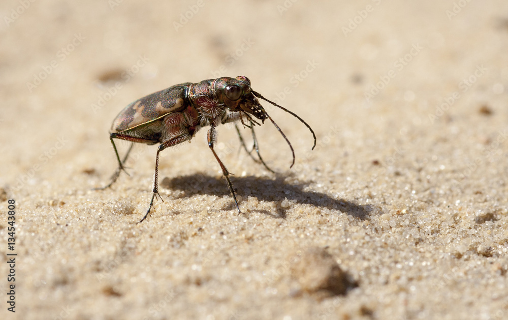 Sandlaufkäfer Sandlaufkäfer