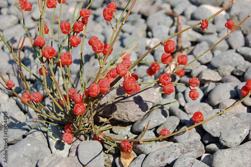 Ephedra distachya on gray stones