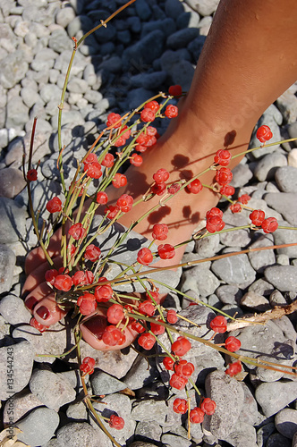 Ephedra distachya on stones foot photo