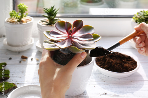Florist replanting succulent, closeup