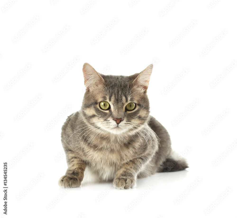 Obraz premium Ładny zabawny kot na białym tle