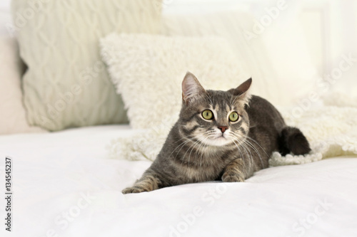 Cute funny cat on bed at home © Africa Studio