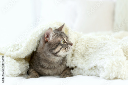 Fototapeta Naklejka Na Ścianę i Meble -  Cute funny cat lying under soft plaid at home