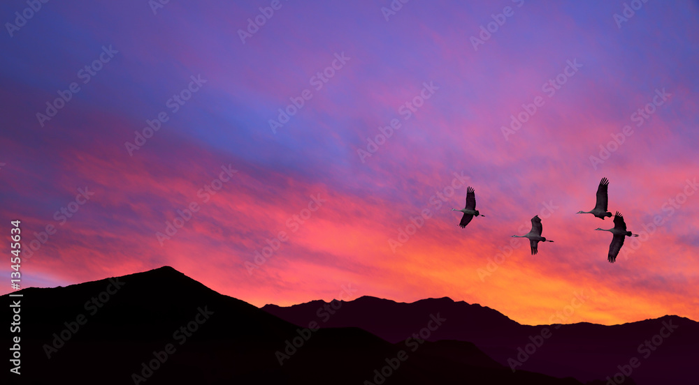 Sandhill Cranes flying across pink cloudy sky