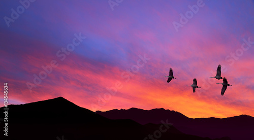 Sandhill Cranes flying across pink cloudy sky