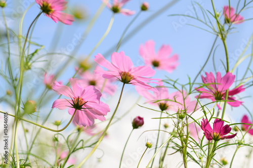cosmos flower pink color bloom in garden,beuatyful daisy and blu